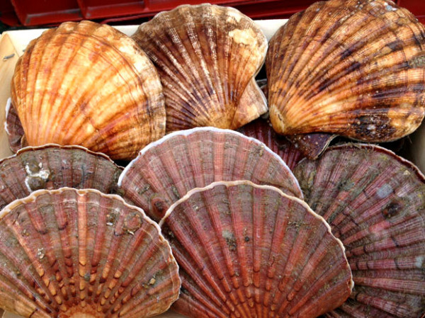 Coquilles st jacques