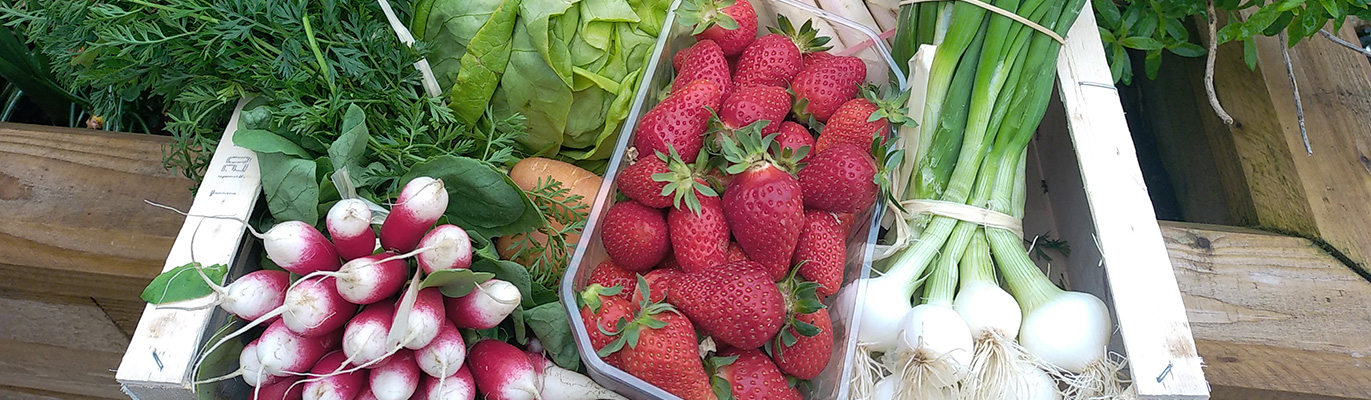 panier-magasin-chez-alice-epicerie-bio